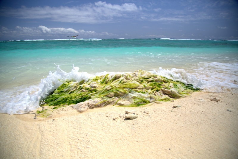 Green seaweed is entangled in plastic sheeting on a beach.