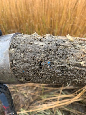 A sediment core taken from a salt marsh in New Bedford Harbor containing visible microplastic fragments. The sample was part of a recent study on microplastics in regional salt marshes, including on Cape Cod.