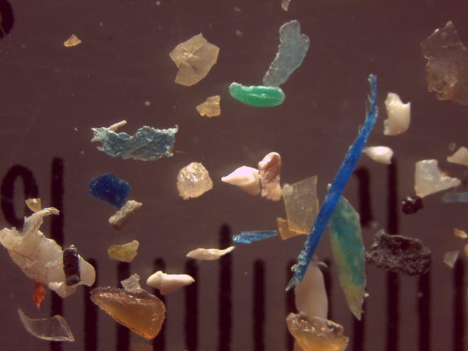 This is an undated contributed photo of microplastics (shown here with a one-inch ruler behind them), which are pieces of plastic smaller than 5 millimeters wide. They were found in water samples taken from Great Lakes tributaries, according to a recent study. A SUNY Fredonia professor involved in the study says microplastics are in lakes, rivers and creeks everywhere, including Erie County.