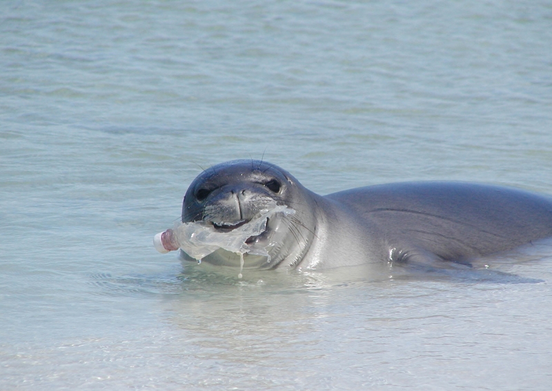 A seal sits on the beach with a plastic water bottle in its mouth.