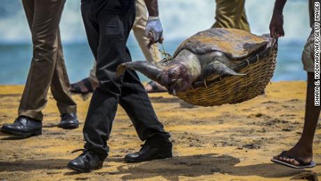 Wildlife officials carry away the carcass of a turtle that was washed ashore at the beach of Angulana, south of Sri Lanka's capital Colombo on June 24.