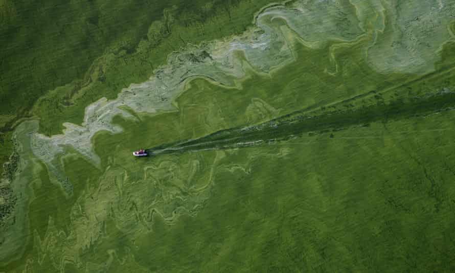 An algae bloom on Lake Erie near Toledo, Ohio. The causes of these blooms vary but they are increasingly being linked to fertilizer runoff.