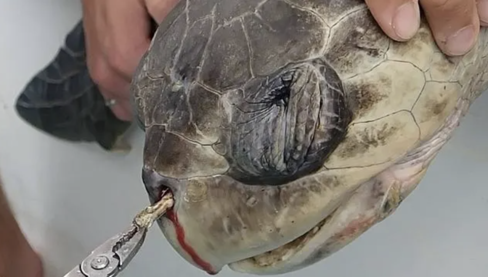 Biologist Christine Figgener uploaded a video to Facebook showing the struggle to remove a plastic straw from a turtle.