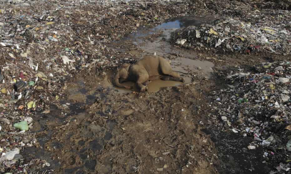 The body of a wild elephant lies in a dump in Pallakkadu village, about 210km east of Sri Lanka’s capital, Colombo.