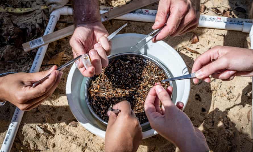 Ausmap has collected more than 3.5m pieces of microplastic from more than 300 beaches around Australia