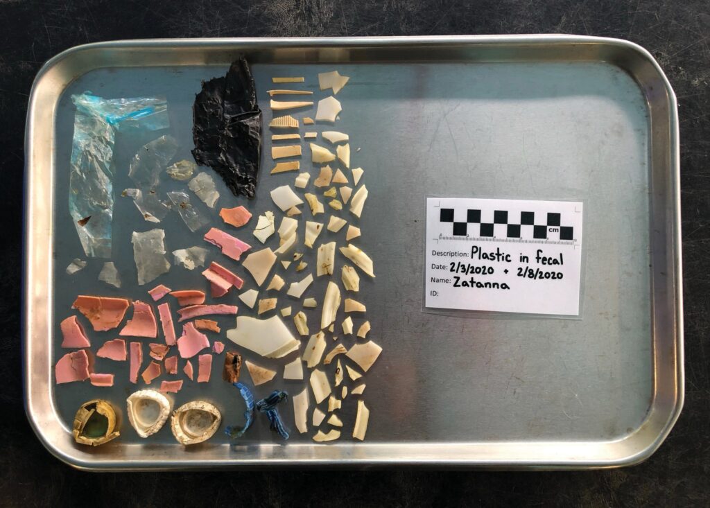 Plastic pieces found in fecal matter of a sea turtle. PHOTO COURTESY OF FLORIDA GUMBO LIMBO NATURE CENTER INC.