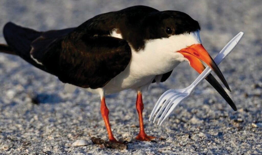 A black skimmer finds a plastic fork on the beach. About 7,000 tons of plastic waste ended up in marine environments in Florida in 2020. PHOTO BY AUDUBON FLORIDA VOLUNTEER BETH REYNOLDS