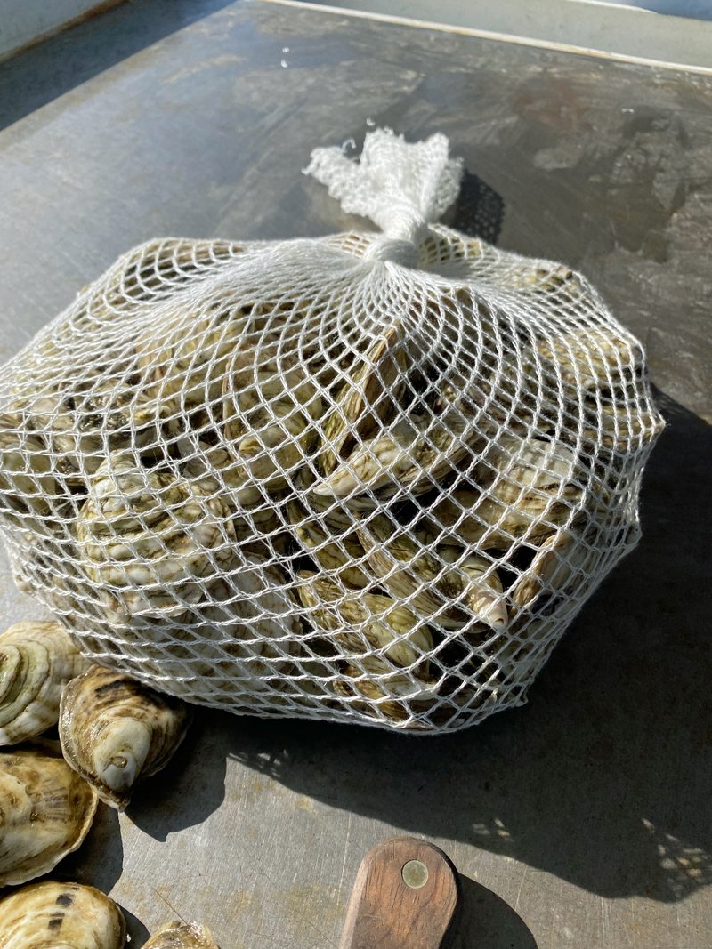 Oysters bagged with material made from sustainably harvested beechwood. (Photo credit: Meg Wilcox)
