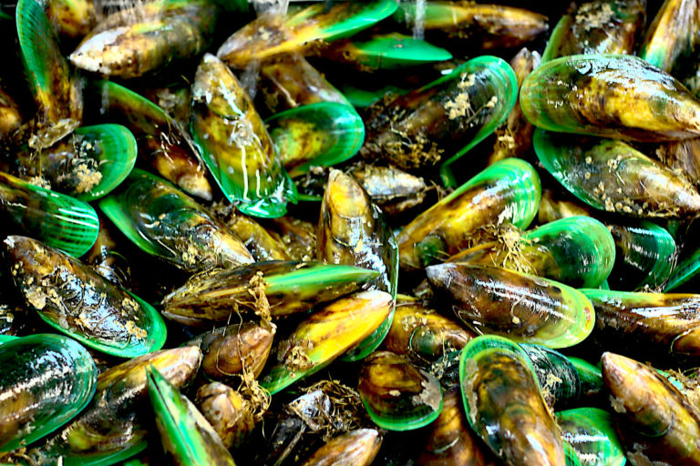 Green-lipped mussels. Image courtesy of Adrian Midgley via Flickr (CC BY-NC-ND 2.0).