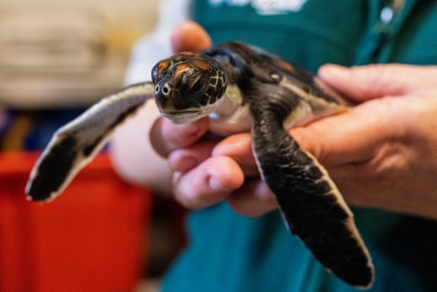 Tiny green sea turtle hatchling rescued from a Sydney beach weighed just 127 grams when it was found. 