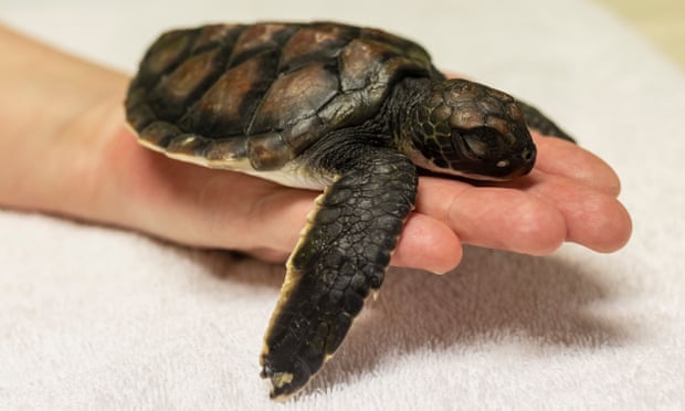 Tiny green sea turtle hatchling rescued from Tamarama beach in Sydney was missing a flipper