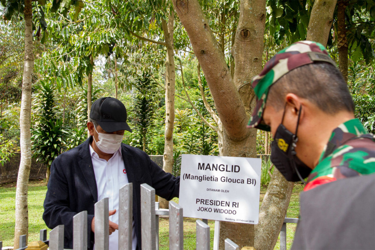 Dony Manardo observes a magnolia tree planted by President Widodo