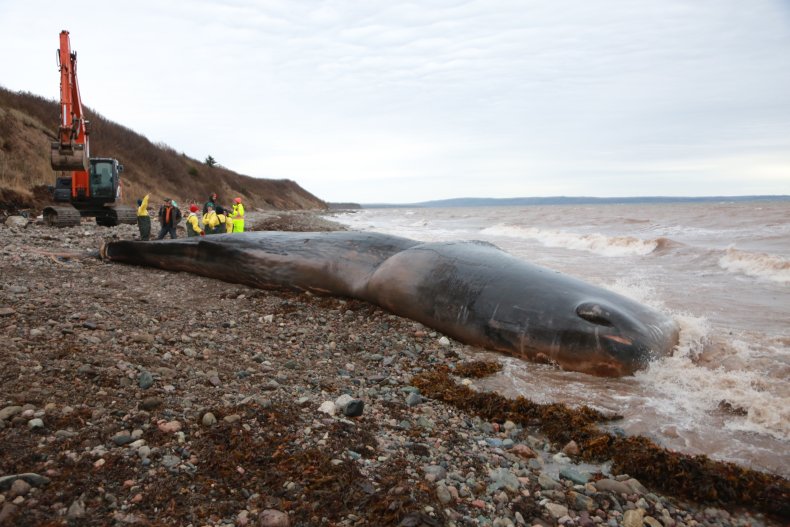 Sperm whale washes ashore in Canada