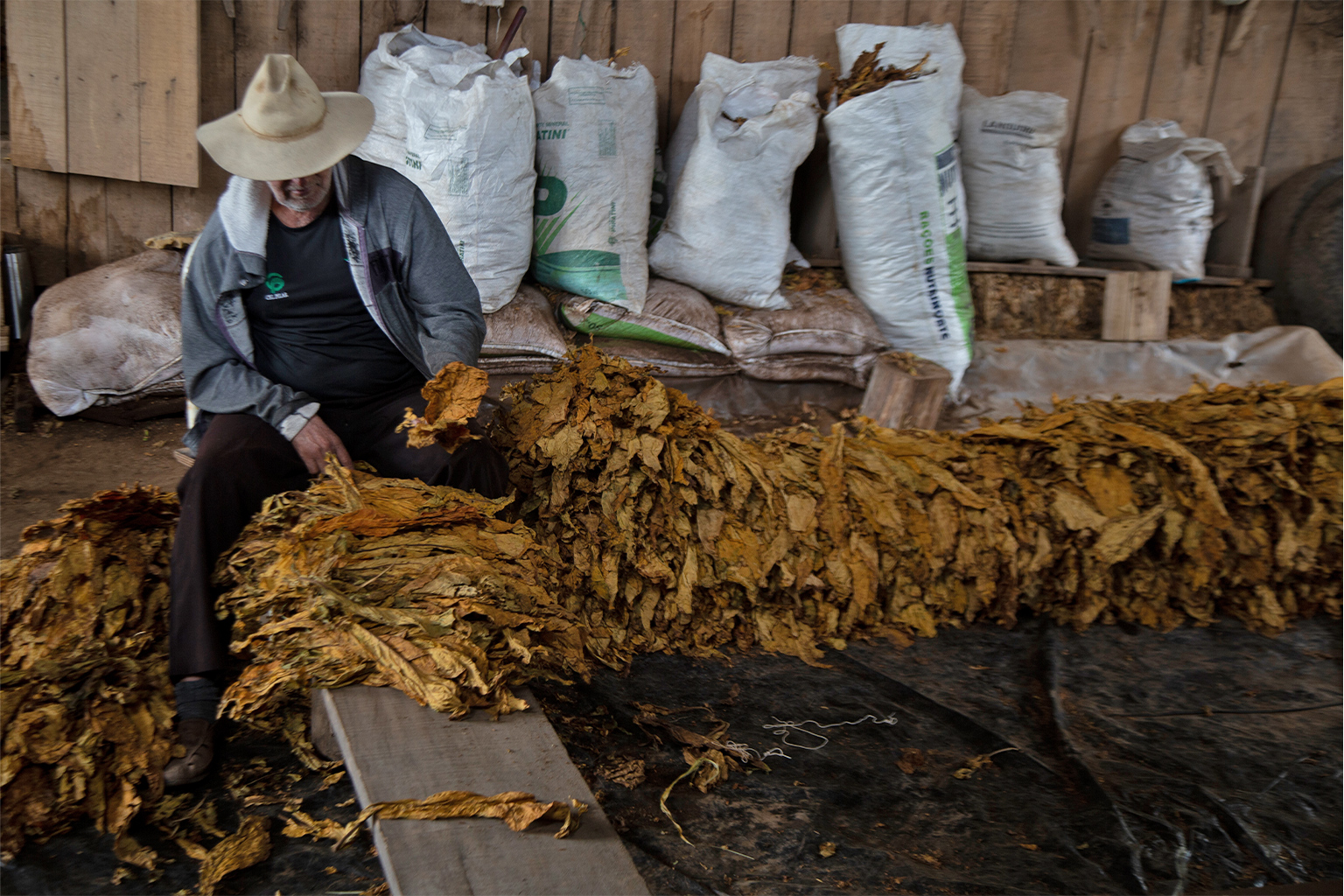 Tobacco farmer with dried tobacco leaves.