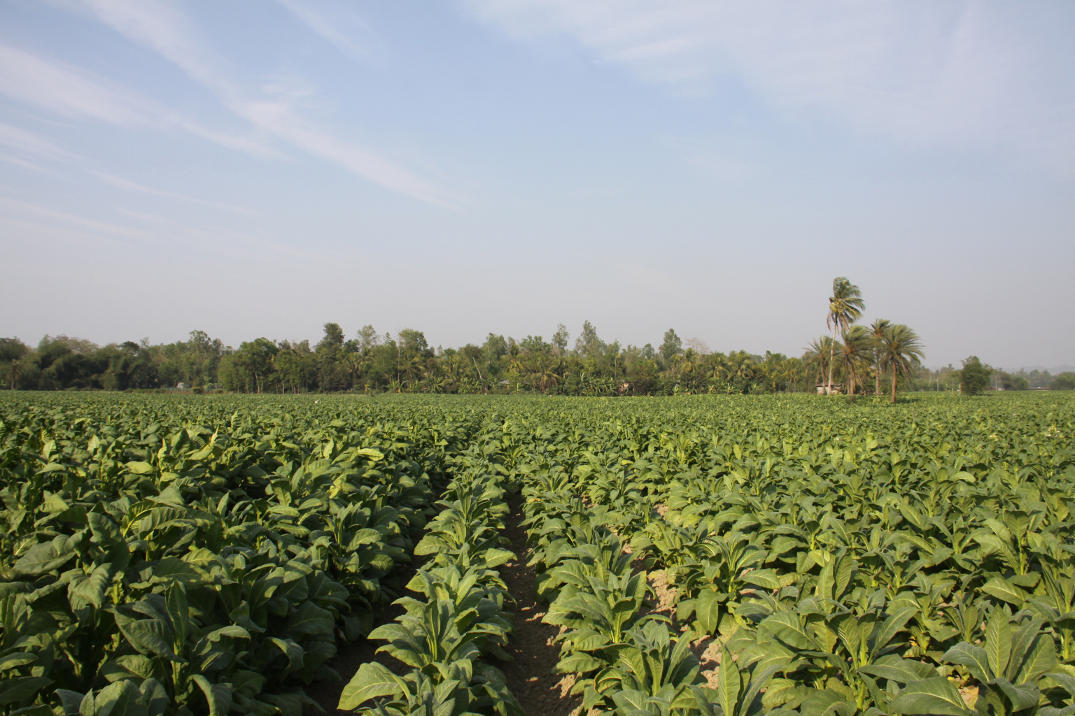 Tobacco fields in the Chittagong Hill Tracts of Bangladesh. 