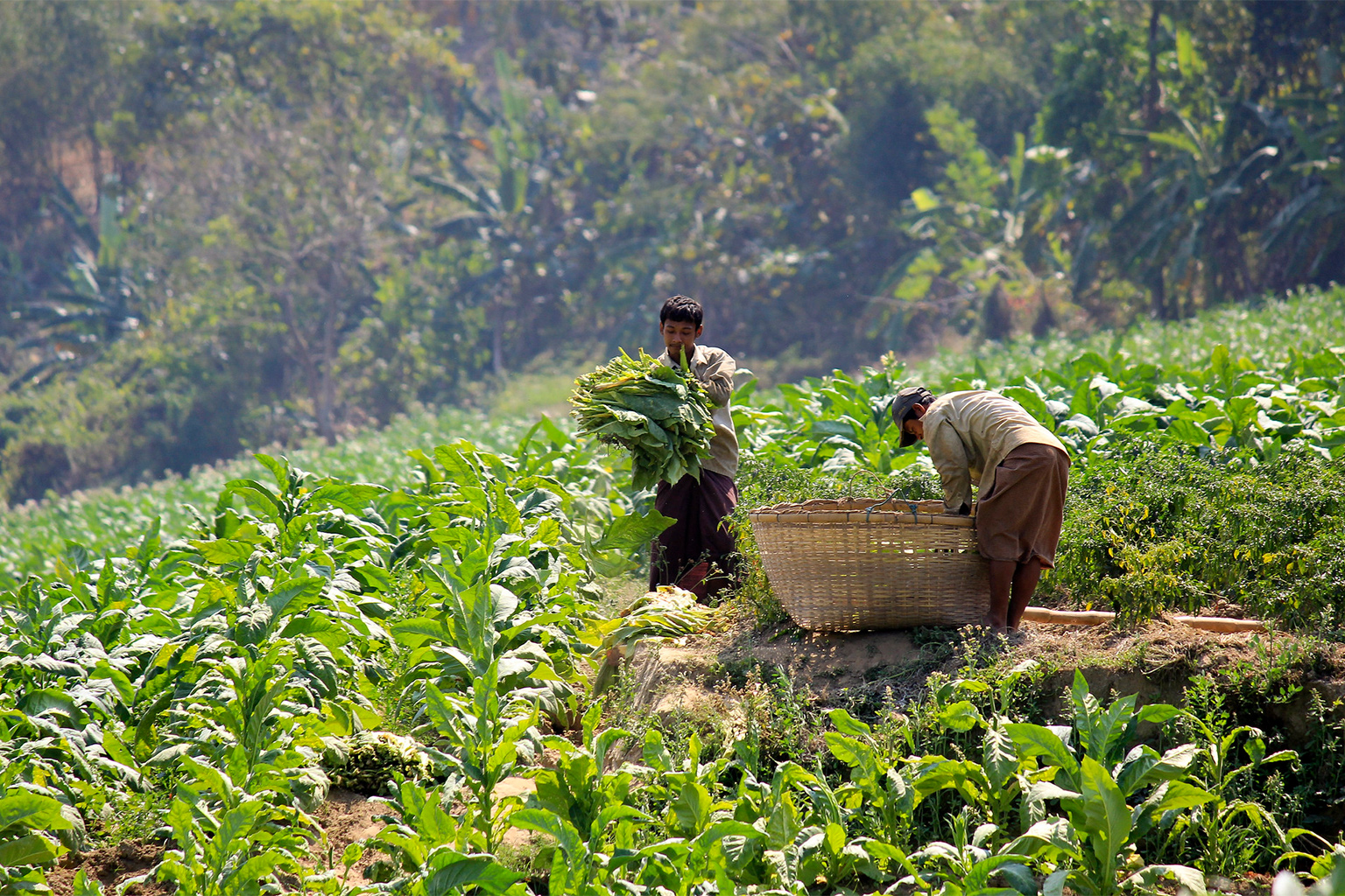 Tobacco farmers in Bangladesh.