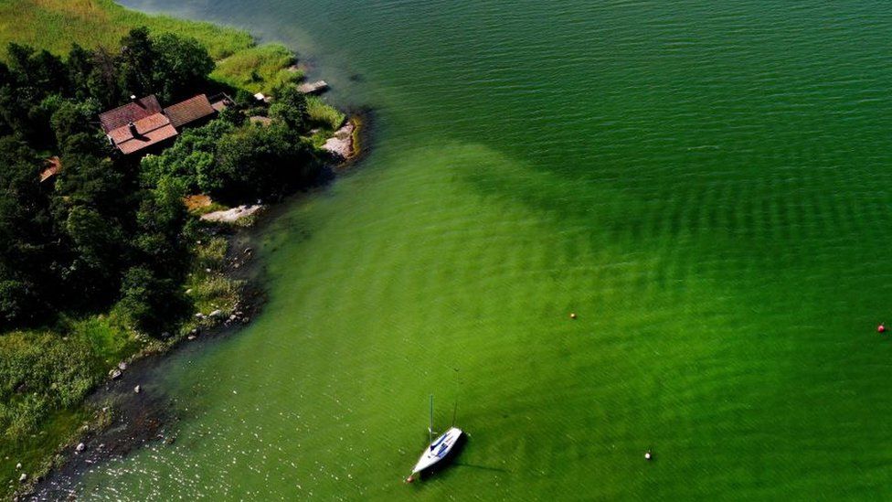 An algae bloom in the Baltic Sea