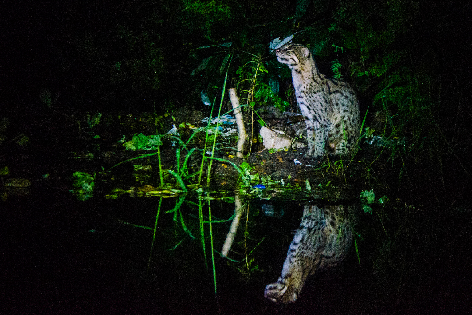 A fishing cat in the night.