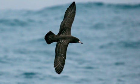 Flesh-footed Shearwater (Puffinus carneipes) off New Zealand