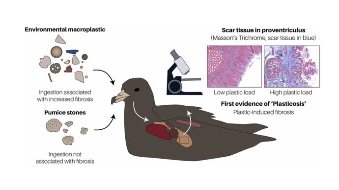 Diagram showing macroplastics and pumice stone ingested by bird and impact on tissue