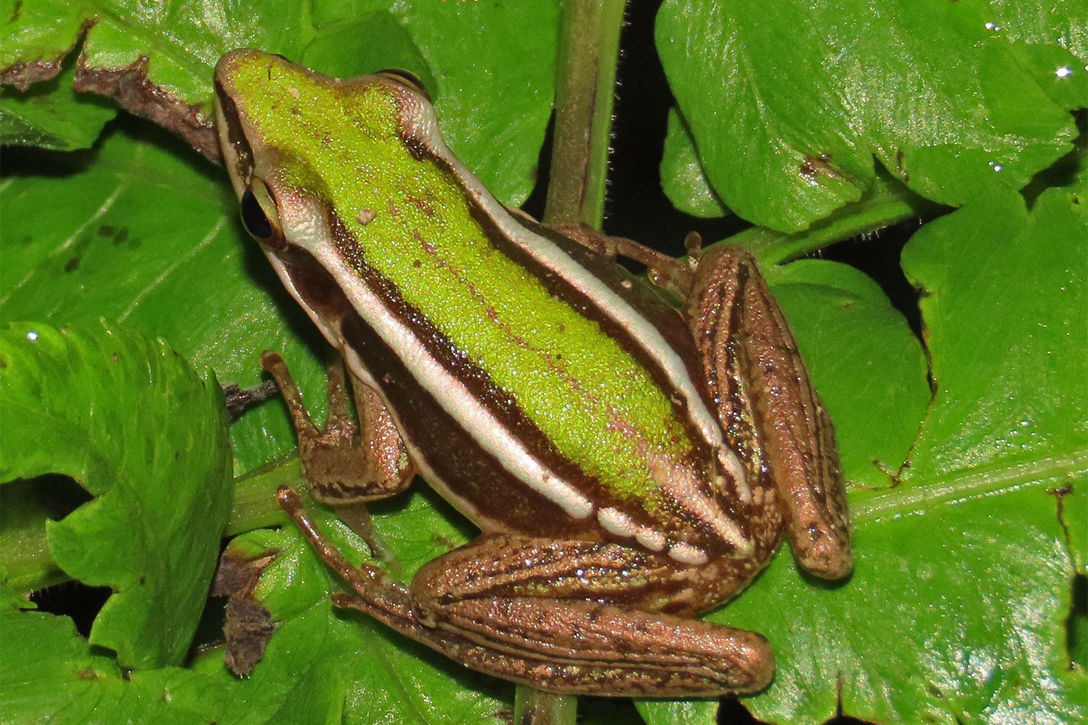A yellow-striped frog (Hylarana tytleri).