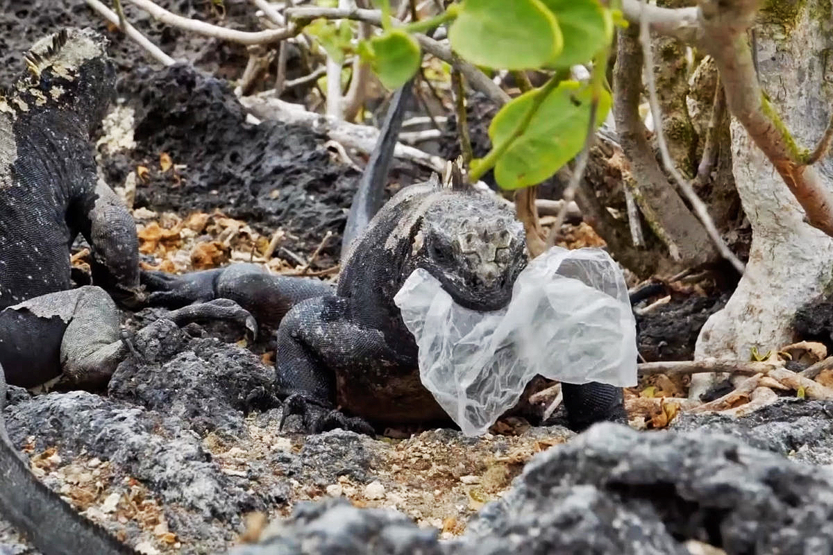 Iguana eating a plastic bag.