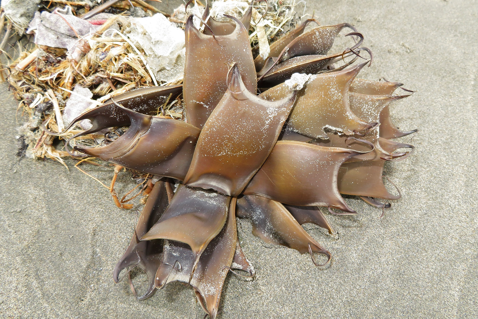 Washed-up egg cases of a ray.