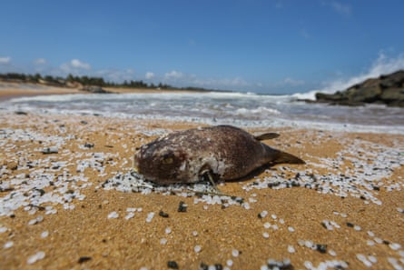 A dead fish lies among granules of plastic on the beach at Negombo, in Sri Lanka.